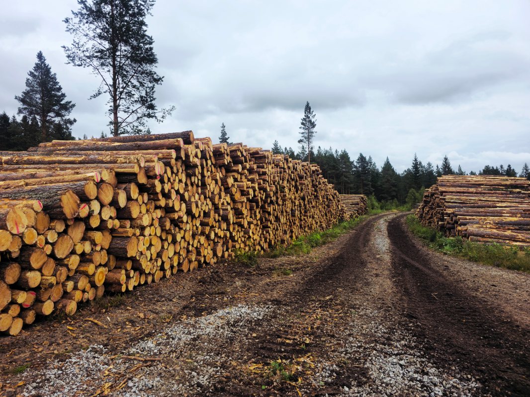 Tremateriale etter nedhogging