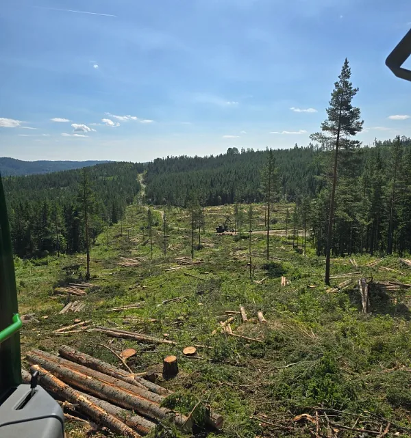 Nedhogd skog